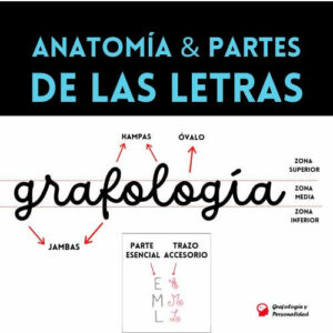 Grafología para principiantes: Anatomía y partes de las letras 